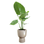 amber coupe 35cm greige